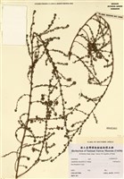 藏品(阿斯柏拉豆)的圖片